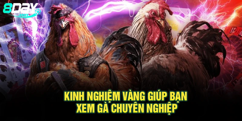 Kinh nghiệm vàng giúp bạn xem gà chuyên nghiệp