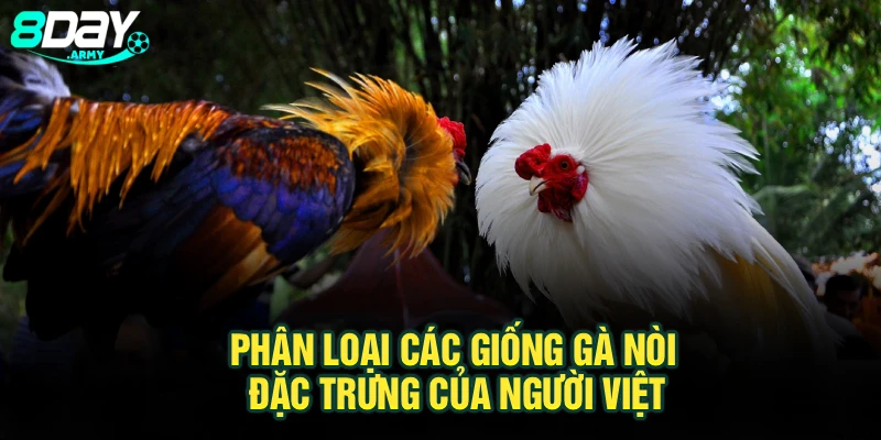 Phân loại các giống gà nòi đặc trưng của người Việt